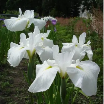 КЛАВДИЯ ПОПОВА