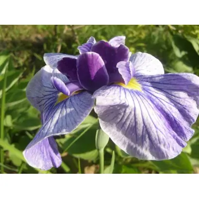 ГОРЯНИНСКИЙ