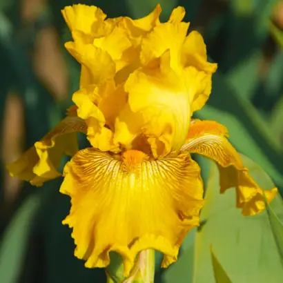 ЗОЛОТАЯ БОРОДКА