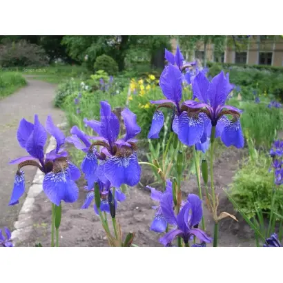 НЕБЕСНЫЙ ТИХОХОД