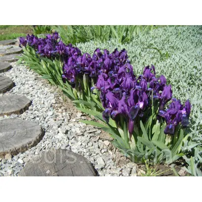 ФИОЛЕТОВЫЙ НИЗКОРОСЛЫЙ