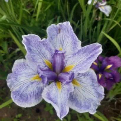 ПОДАРОК ПАЛЬЧИКОВОЙ