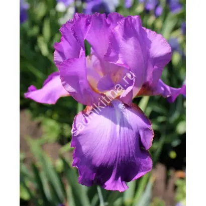 АМЕТИСТ ВНИИССОКА