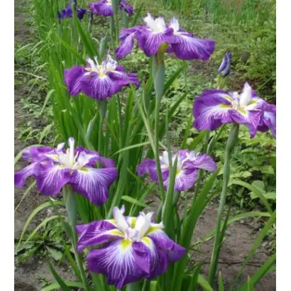 УСТЬ-КАТУНЬ