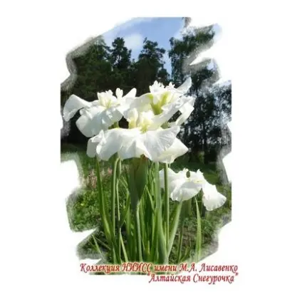 АЛТАЙСКАЯ СНЕГУРОЧКА