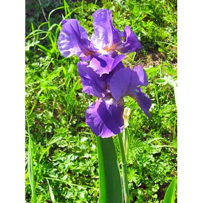 СИНИЙ ВНИИССОКА