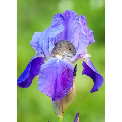 ДЮЙМОВОЧКА