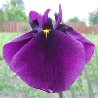 ВАСИЛИЙ АЛФЕРОВ