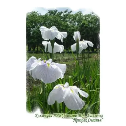 ПРИЗРАК СЧАСТЬЯ