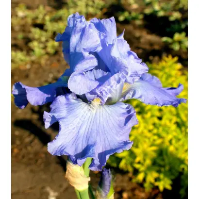 ВИКТОРИЯ ФОЛЛС