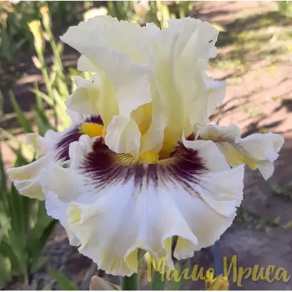 ОРХИД ТЭЙПСТРИ