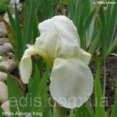 БОРДЮРНЫЙ БЕЛЫЙ