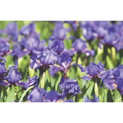 ТУМАННЫЙ БЕРЕГ