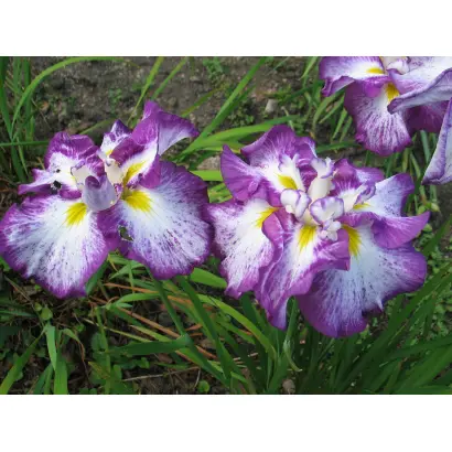 РУССКИЙ ОСТРОВ