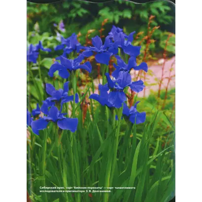 ВЕРЕЩАГИНЕЦ