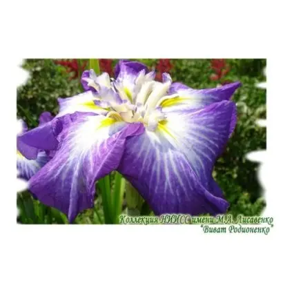 ВИВАТ РОДИОНЕНКО