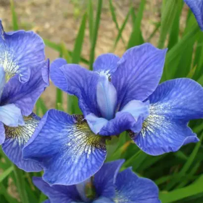 БИЙСКИЕ ПЕРЕКАТЫ