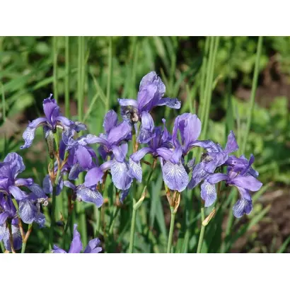 ВАЛЬС КАТУНИ