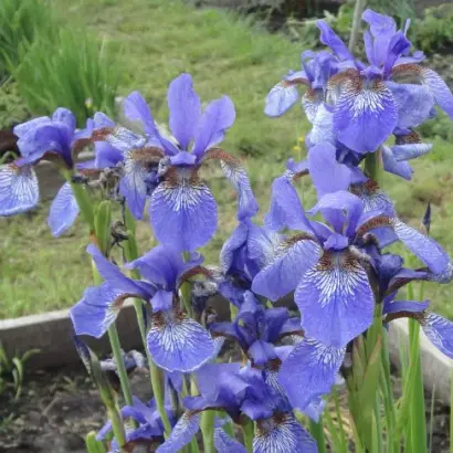 ЛИДЕР АЛТАЯ