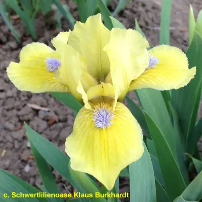 ГАЛЕОН ГОЛД