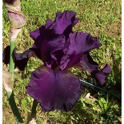 СОУЛ МЬЮЗИК