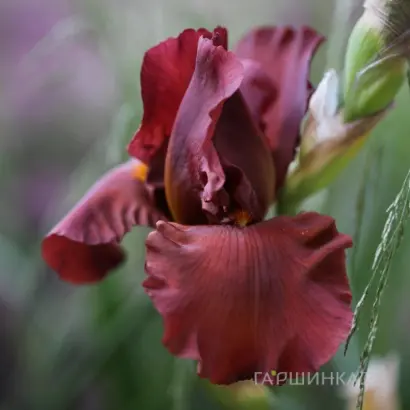 ДАТЧ ЧОКЛЭЙТ