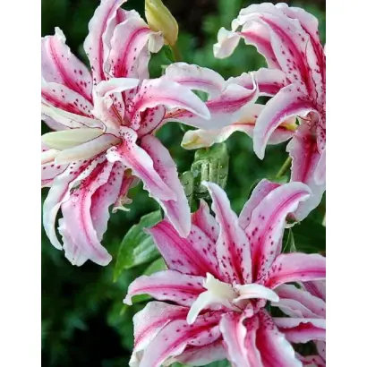 РУБИНОВЫЕ ЗВЁЗДЫ