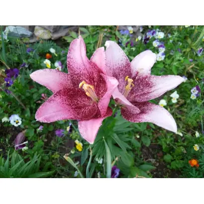 АЛТАЙСКАЯ КРЕСТЬЯНКА