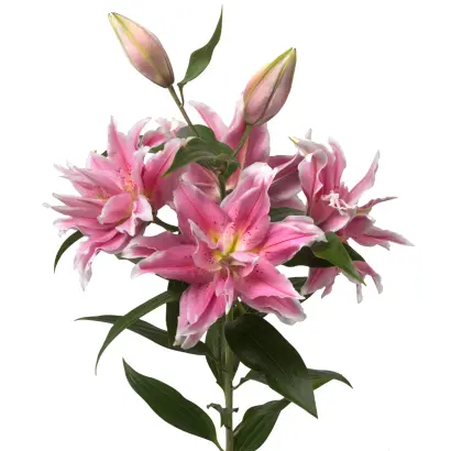 ПИНК СЮРПРИЗ