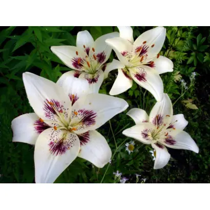 ЦЕНТЕРФОЛД