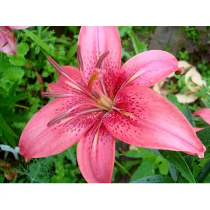 РОЗОВЫЙ ТУМАН