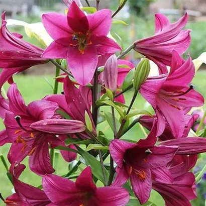 ПУРПЛ ПРИНЦ