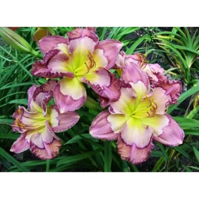 АЛТАЙСКИЙ КАЛЕЙДОСКОП