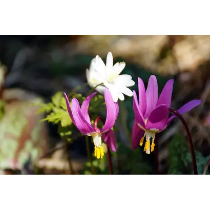 АЛТАЙСКАЯ КРАПЧАТАЯ