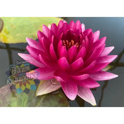 КОРОЛЕВА БАЛА