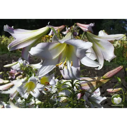 СВАДЕБНЫЙ ВАЛЬС