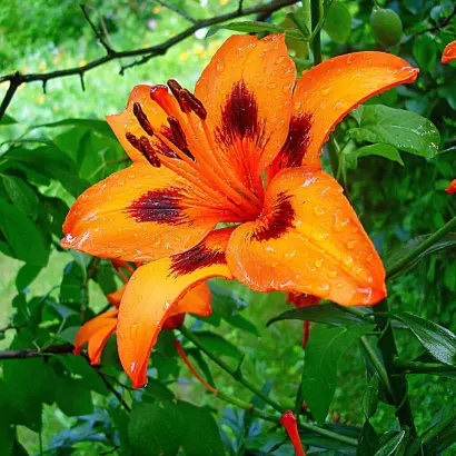 ЗНОЙНОЕ ЛЕТО