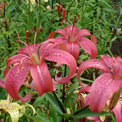 ВЕЧЕРНЯЯ ЗАРЯ