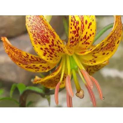 СОЛНЕЧНОЕ УТРО