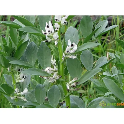 ПЕНЗЕНСКИЕ 16