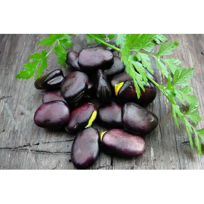 РУССКИЕ ЧЕРНЫЕ