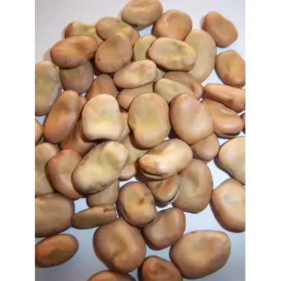 БЕЛОРУССКИЕ