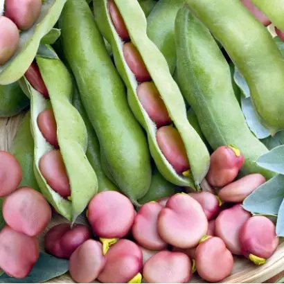 РОЗОВЫЙ ФЛАМИНГО