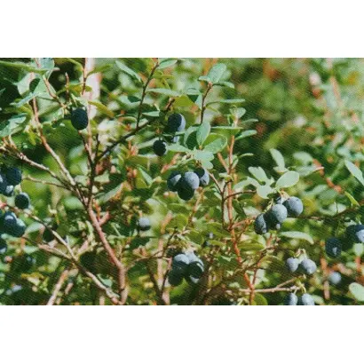 ТАЕЖНАЯ КРАСАВИЦА