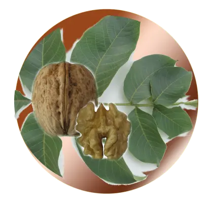 ЗАРЯ ВОСТОКА