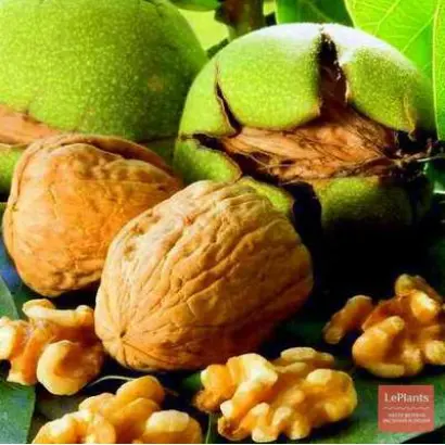 АЛЬМИНСКИЙ