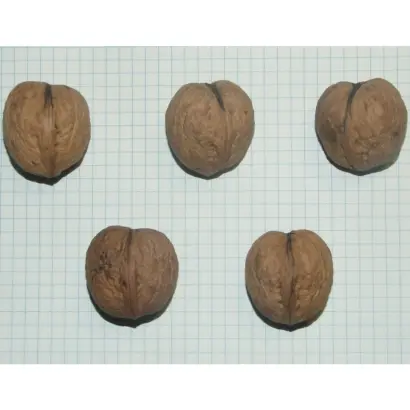 ПАМЯТИ ПАСЕНКОВА