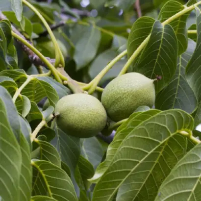 АСТАХОВСКИЙ