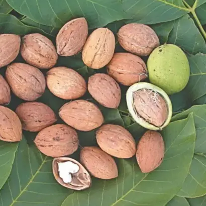 ПАМЯТИ ГОМОРОВА