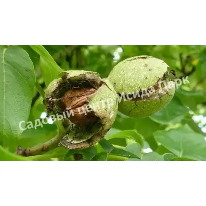 ПАМЯТИ ПРОФЕССОРА ВЕРЕСИНА